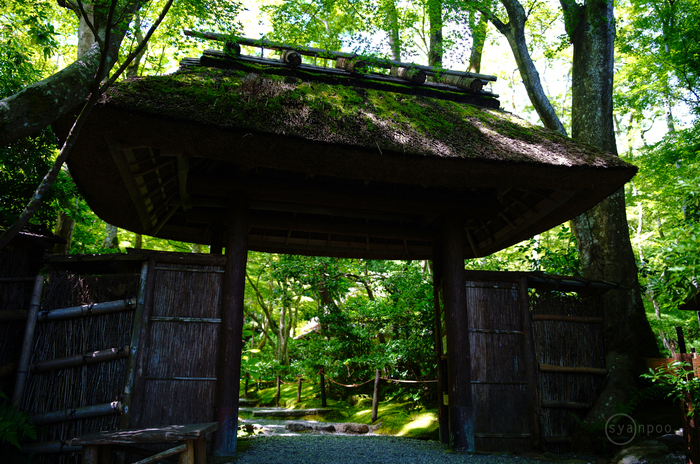 糸大八 F4 油彩 火の国の花です 糸大八 F4 油彩 火の国の花です - メルカリ